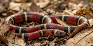 A cobra falsa coral e o mimetismo batesiano que confunde predadores nas florestas tropicais mais biodiversas do planeta Terra O segredo da falsa-coral para enganar predadores na mata
