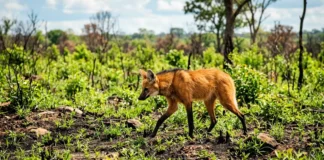 Lobo-guará lidera o retorno da vida no Cerrado