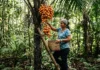 O fruto do tucumã alimenta a fauna da Amazônia e conquista o exigente mercado de cosméticos sustentáveis da Europa Tucumã: o fruto que alimenta a fauna e brilha na Europa
