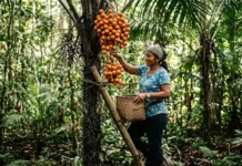 El tucumã, alimento de la fauna amazónica y joya de la cocina de Pará Tucumã: o fruto que alimenta a fauna e brilha na Europa