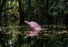 O boto-cor-de-rosa navega pelas florestas inundadas para se alimentar de frutos e dispersar sementes nos rios da Amazônia O boto-cor-de-rosa navega pelos igarapés inundados em busca de frutos, ajudando a reflorestar as margens dos rios