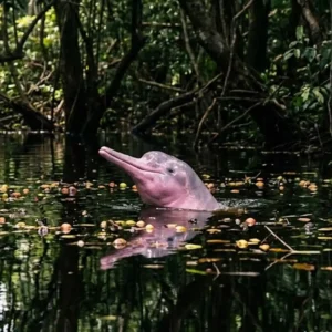 O boto-cor-de-rosa navega pelas florestas inundadas para se alimentar de frutos e dispersar sementes nos rios da Amazônia O boto-cor-de-rosa navega pelos igarapés inundados em busca de frutos, ajudando a reflorestar as margens dos rios