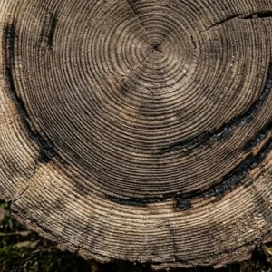 Os anéis das árvores milenares da Amazônia guardam memórias de secas extremas que castigaram a floresta há quinhentos anos Os troncos das árvores amazônicas funcionam como um arquivo climático. Saiba como marcas de crescimento ajudam a entender o impacto