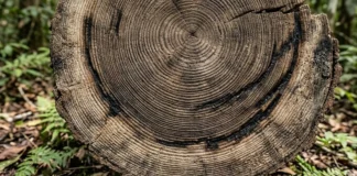 Os anéis das árvores milenares da Amazônia guardam memórias de secas extremas que castigaram a floresta há quinhentos anos Os troncos das árvores amazônicas funcionam como um arquivo climático. Saiba como marcas de crescimento ajudam a entender o impacto