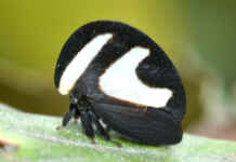 5 funções adaptativas do pronoto nos soldadinhos que explicam o mimetismo e a camuflagem como estratégias de sobrevivência no reino dos insetos.