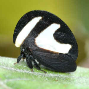 5 funções adaptativas do pronoto nos soldadinhos que explicam o mimetismo e a camuflagem como estratégias de sobrevivência no reino dos insetos.