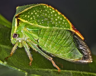5 funções adaptativas do pronoto nos soldadinhos que explicam o mimetismo e a camuflagem como estratégias de sobrevivência no reino dos insetos. 2 MHNT Stictocephala bisonia