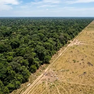 Indígenas garantem o desmatamento zero em áreas cobiçadas