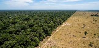 Indígenas garantem o desmatamento zero em áreas cobiçadas
