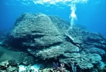 El coral de 2.075 años que la NOAA midió en las Islas Maug Gigante milenar descoberto vivo tem tamanho de 4 ônibus escolares