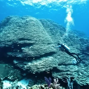 Gigante milenar descoberto vivo tem tamanho de 4 ônibus escolares