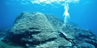 Gigante milenar descoberto vivo tem tamanho de 4 ônibus escolares