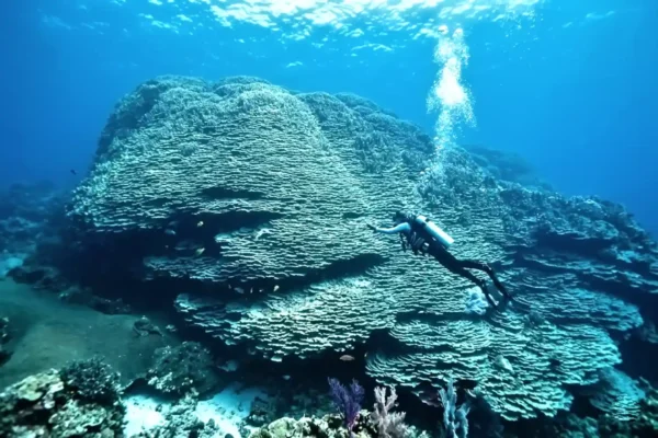 El coral de 2.075 años que la NOAA midió en las Islas Maug