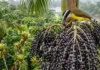 O açaizeiro esconde uma floresta vertical de biodiversidade com 47 espécies O açaizeiro esconde uma floresta vertical de biodiversidade com 47 espécies
