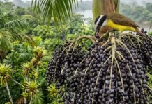 El açaí es una selva vertical que alberga 47 especies O açaizeiro esconde uma floresta vertical de biodiversidade com 47 espécies