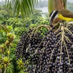 O açaizeiro esconde uma floresta vertical de biodiversidade com 47 espécies O açaizeiro esconde uma floresta vertical de biodiversidade com 47 espécies
