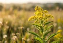 Árnica brasileña abre ruta limpia para las nanopartículas de plata Uma fotografia macro de alta qualidade de uma planta de Solidago microglossa (Arnica Brasileira/Arnica-do-campo) no campo, com a luz do sol da manhã incidindo sobre as folhas verdes e pequenas flores amarelas. A imagem deve ter uma profundidade de campo muito rasa, deixando o fundo completamente desfocado (bokeh), transmitindo uma sensação de pureza e natureza.