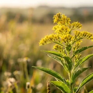 Arnica brasileira revoluciona a produção sustentável de nanopartículas de prata Uma fotografia macro de alta qualidade de uma planta de Solidago microglossa (Arnica Brasileira/Arnica-do-campo) no campo, com a luz do sol da manhã incidindo sobre as folhas verdes e pequenas flores amarelas. A imagem deve ter uma profundidade de campo muito rasa, deixando o fundo completamente desfocado (bokeh), transmitindo uma sensação de pureza e natureza.