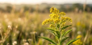 Arnica brasileira revoluciona a produção sustentável de nanopartículas de prata Uma fotografia macro de alta qualidade de uma planta de Solidago microglossa (Arnica Brasileira/Arnica-do-campo) no campo, com a luz do sol da manhã incidindo sobre as folhas verdes e pequenas flores amarelas. A imagem deve ter uma profundidade de campo muito rasa, deixando o fundo completamente desfocado (bokeh), transmitindo uma sensação de pureza e natureza.