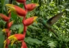 O pequeno beija-flor de bico curvo e a rara helicônia vermelha que desenharam juntos o futuro da floresta O coração de um beija-flor amazônico pode bater até mil e duzentas vezes por minuto enquanto ele executa uma manobra aérea que desafia as leis da física