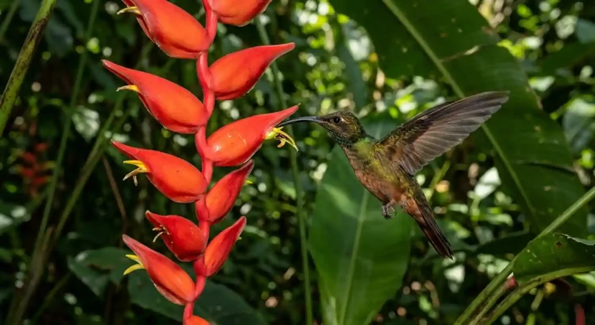 O coracao de um beija flor amazonico pode bater ate mil e duzentas vezes por minuto enquanto ele executa uma manobra aerea que desafia as leis da fisica diante de uma petala de heliconia