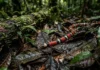 O segredo para identificar a cobra coral venenosa na Amazonia O segredo para identificar a cobra coral venenosa na Amazonia