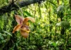 A biotecnologia silenciosa que vale bilhões no mercado global Orquídea amazônica rara do gênero Coryanthes