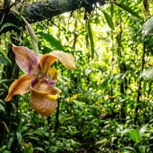 A biotecnologia silenciosa que vale bilhões no mercado global Orquídea amazônica rara do gênero Coryanthes