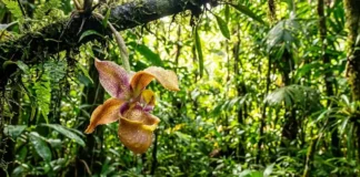 A biotecnologia silenciosa que vale bilhões no mercado global Orquídea amazônica rara do gênero Coryanthes