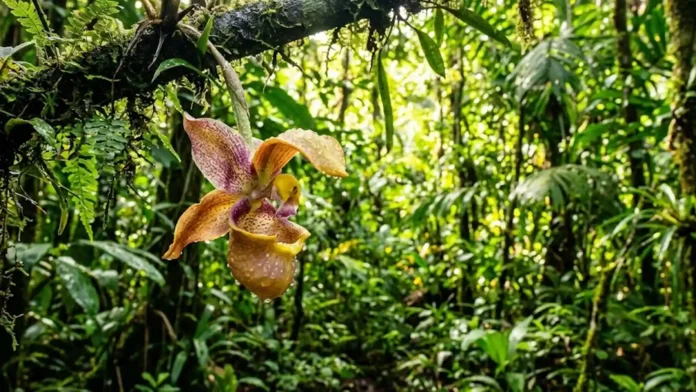 Orquídea amazônica rara do gênero Coryanthes Orquídea amazônica rara do gênero Coryanthes