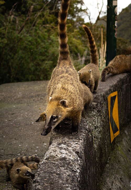 Quati e a zoocoria: como a proteção desse dispersor de sementes garante a sobrevivência das florestas tropicais e a regeneração natural dos biomas. 1 Quati na Serra do Rio do Rastro RS Brasil