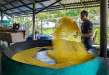 Uso sustentável na Amazônia e o impacto do manejo participativo em 26 áreas protegidas para fortalecer a bioeconomia e comunidades tradicionais.
