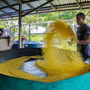 Uso sustentável na Amazônia e o impacto do manejo participativo em 26 áreas protegidas para fortalecer a bioeconomia e comunidades tradicionais.