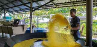 Uso sustentável na Amazônia e o impacto do manejo participativo em 26 áreas protegidas para fortalecer a bioeconomia e comunidades tradicionais.