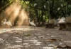fezes secas de aves no chão de uma praça tropical, partículas de poeira suspensas no ar iluminadas por raio de sol, garças-brancas