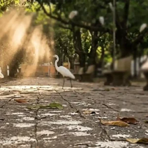 Criptococose é a infecção silenciosa transmitida por aves que pode evoluir para meningite fezes secas de aves no chão de uma praça tropical, partículas de poeira suspensas no ar iluminadas por raio de sol, garças-brancas