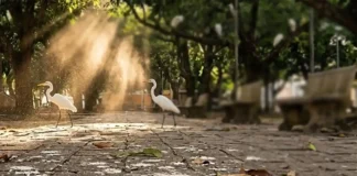 Criptococose é a infecção silenciosa transmitida por aves que pode evoluir para meningite fezes secas de aves no chão de uma praça tropical, partículas de poeira suspensas no ar iluminadas por raio de sol, garças-brancas