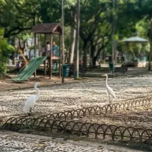 Por que as garças escolheram a Praça Batista Campos e abandonaram o mangue em Belém Por que as garças escolheram a Praça Batista Campos e abandonaram o mangue em Belém