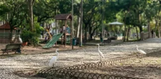 Por que as garças escolheram a Praça Batista Campos e abandonaram o mangue em Belém Por que as garças escolheram a Praça Batista Campos e abandonaram o mangue em Belém