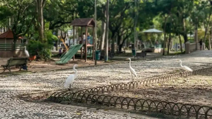 Por que as garças escolheram a Praça Batista Campos e abandonaram o mangue em Belém