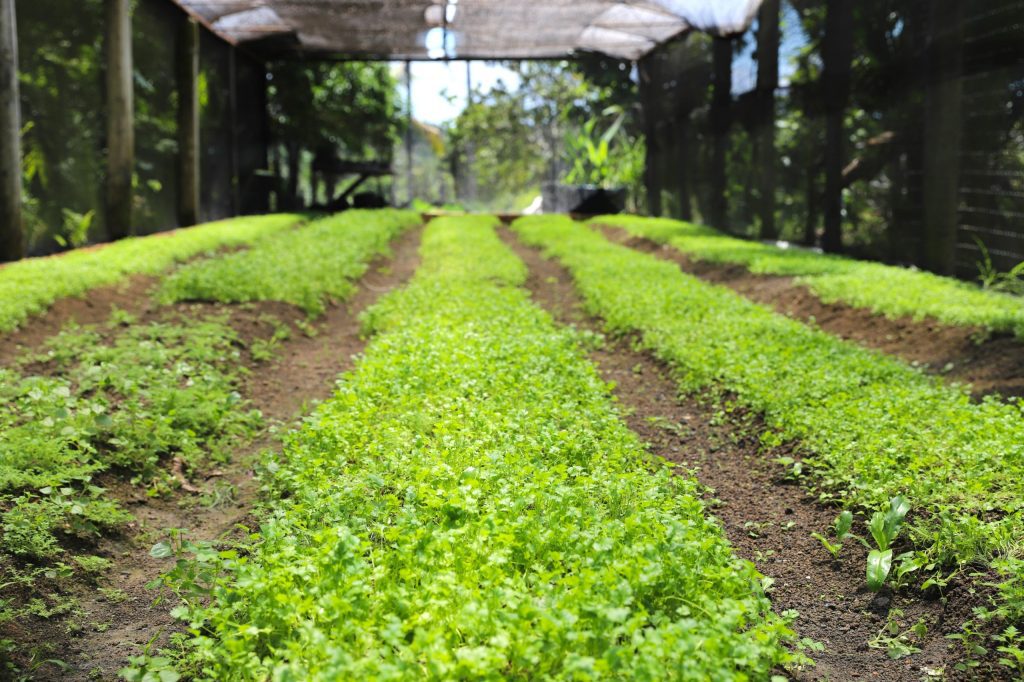 Baixa emissão de carbono na agropecuária do Amazonas é tema de seminários que buscam capacitar produtores e técnicos em seis municípios estratégicos. 2 Sepror ABC Seminarios foto Isaac Maia 1 1024x682 1