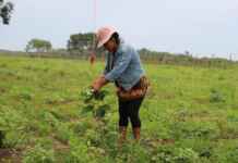 Baixa emissão de carbono na agropecuária do Amazonas é tema de seminários que buscam capacitar produtores e técnicos em seis municípios estratégicos.