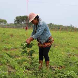 Baixa emissão de carbono na agropecuária do Amazonas é tema de seminários que buscam capacitar produtores e técnicos em seis municípios estratégicos.