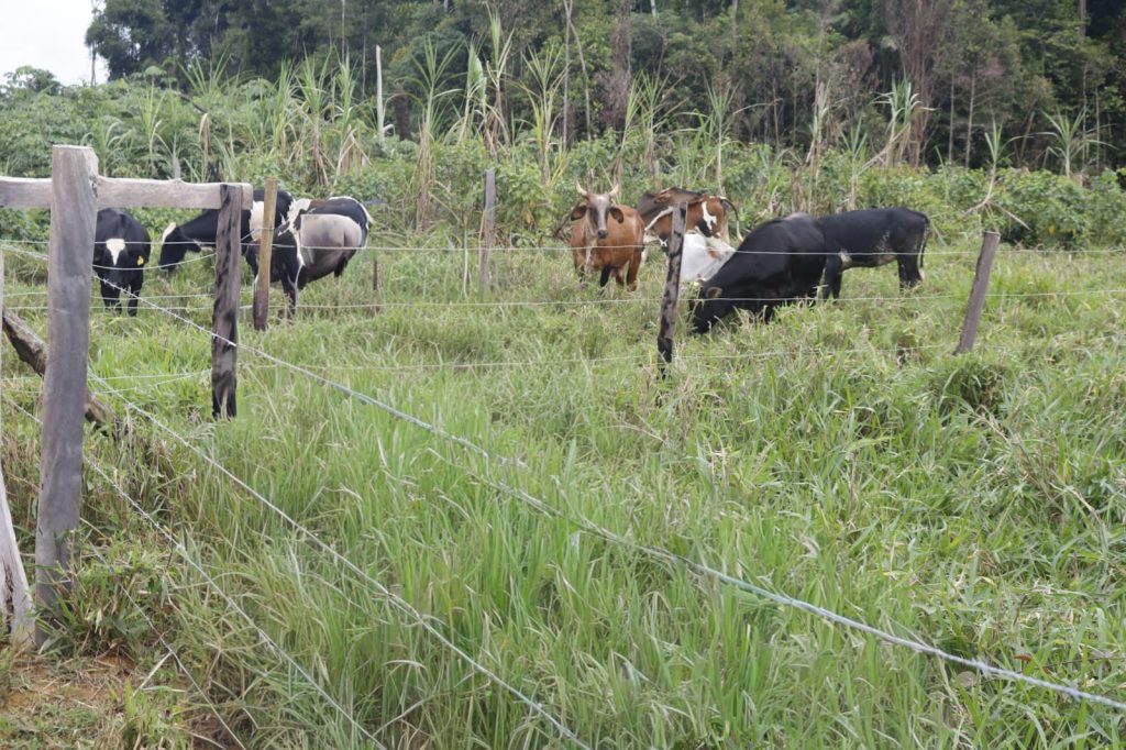 Baixa emissão de carbono na agropecuária do Amazonas é tema de seminários que buscam capacitar produtores e técnicos em seis municípios estratégicos. 1 Sepror ABC Seminarios foto Isaac Maia 3 1024x682 1