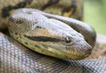 Sucuri verde e expansão urbana revelam encontros silenciosos entre rios amazônicos e áreas habitadas