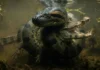 Novas imagens revelam como a gigante sucuri consegue dominar e caçar jacarés adultos nas águas profundas da Amazônia Sucuri-Verde predator no Pantanal do Jacaré