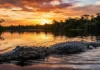 O retorno do jacaré-açu ao Rio Negro revela como a preservação ambiental está transformando o destino deste gigante crocodiliano Um jacaré-açu pelo Rio Negro ao pôr do sol.