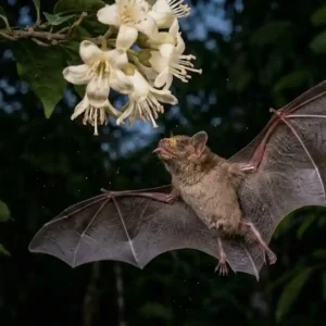 Os jardineiros invisíveis da noite amazônica Um morcego-beija-flor com o focinho coberto de pólen pairando sobre uma flor de cor clara