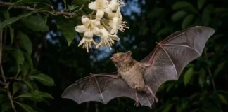Os jardineiros invisíveis da noite amazônica Um morcego-beija-flor com o focinho coberto de pólen pairando sobre uma flor de cor clara
