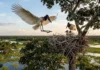 O retorno triunfal do tuiuiú aos céus do Pantanal Um tuiuiú adulto de asas abertas pousando em seu ninho no topo de uma árvore piúva